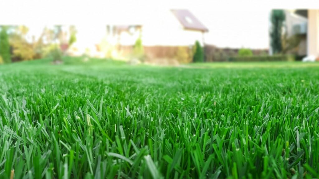 TruGreen vs. Lawn Doctor 2024 Guide