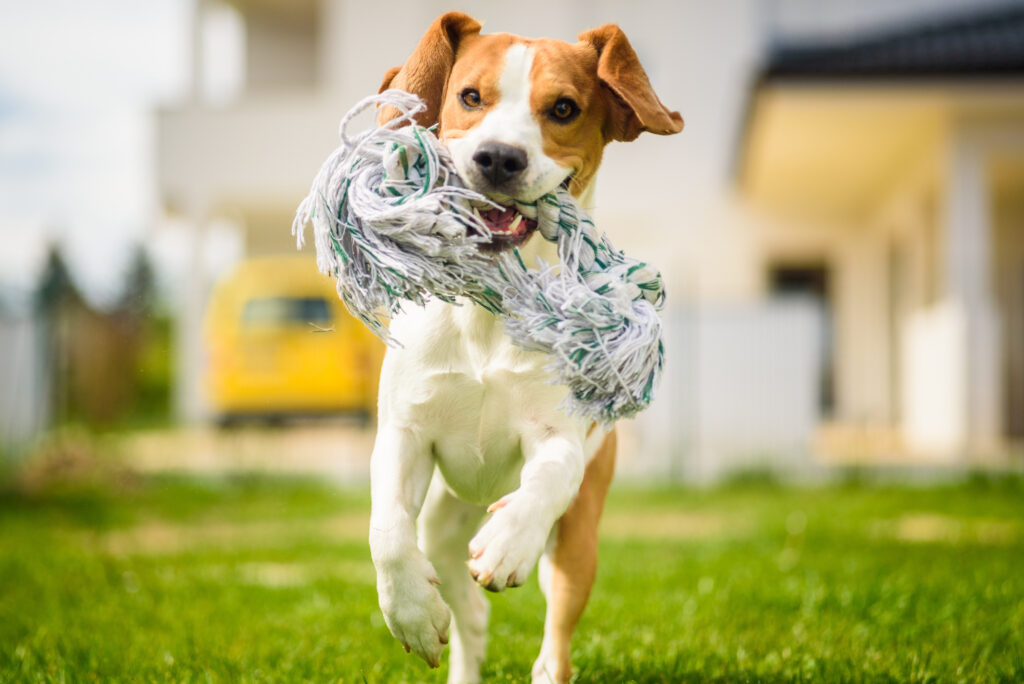 Best Pet Insurance in New Jersey