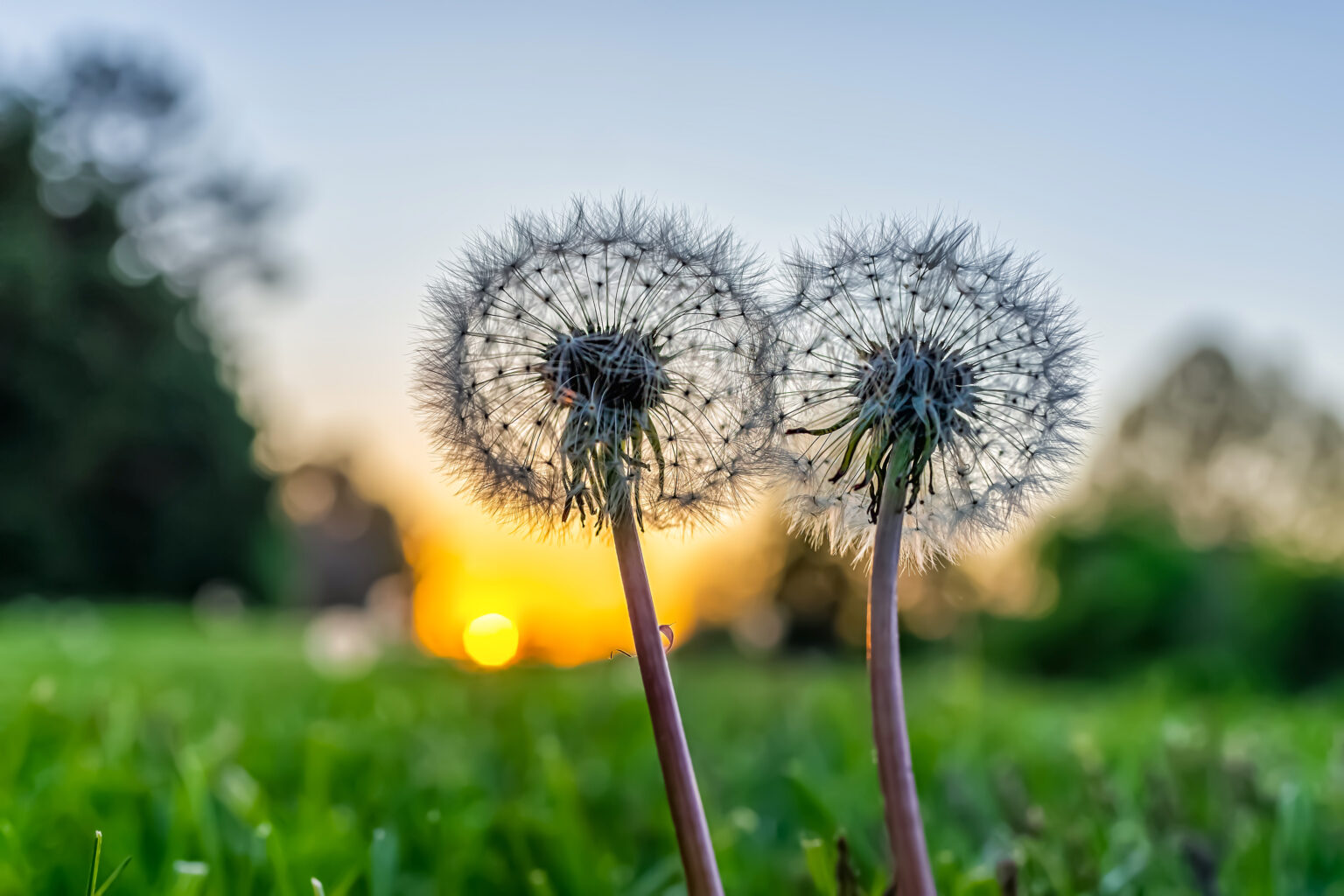 Best Lawn Weed Killers (2023 Guide)