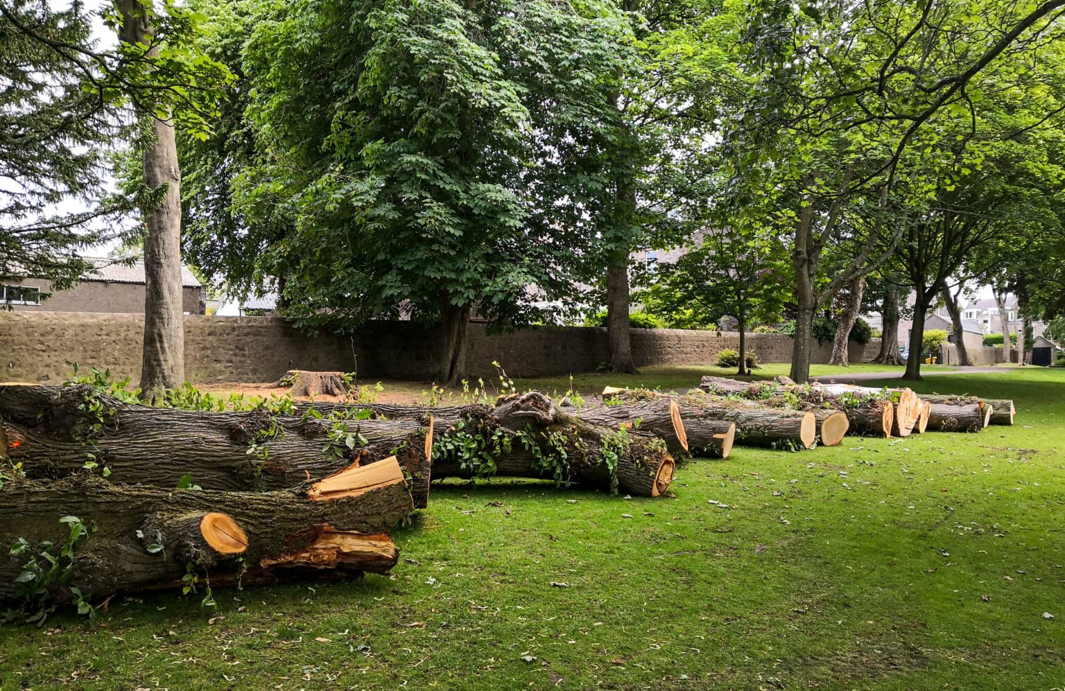 What Is The Average Cost Of Tree Removal what-is-the-average-cost-of-tree-removal