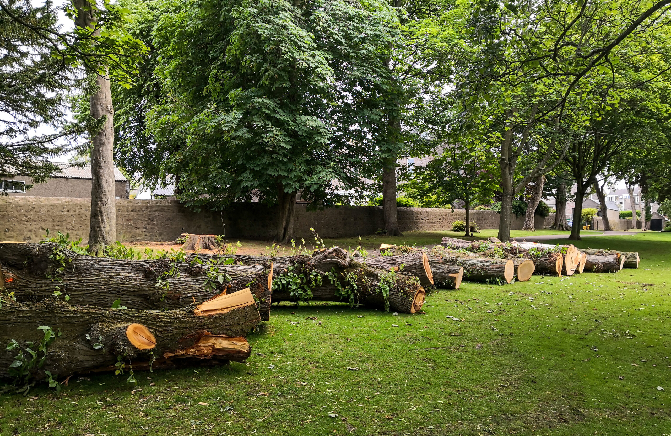 What Is The Average Cost Of Tree Removal 