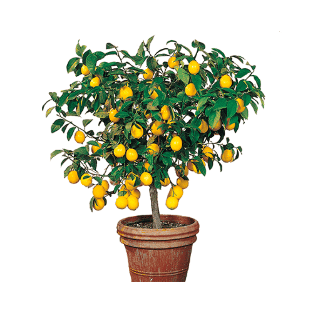 How to Grow and Care for a Meyer Lemon Tree (2024 Guide)
