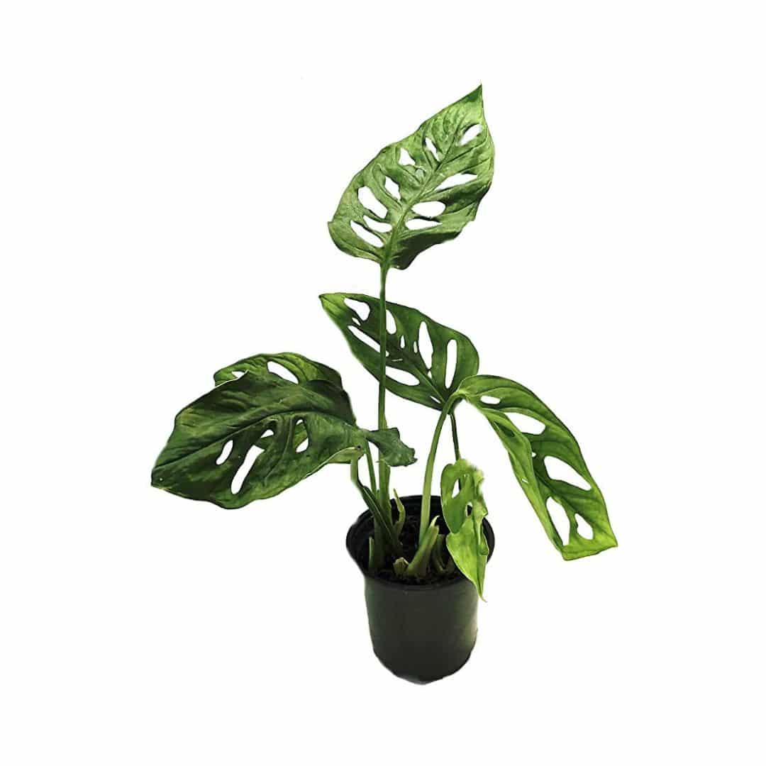 How To Grow And Care For A Swiss Cheese Plant (2024 Guide)