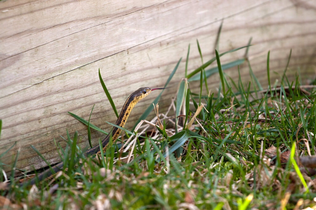 How to Get Rid of Snakes (2024 Guide)