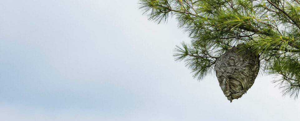 A large hornet nest on the end of a pine tree branch against a cloudy sky.