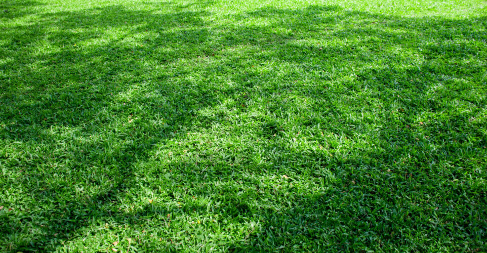 How to Plant Grass Seed