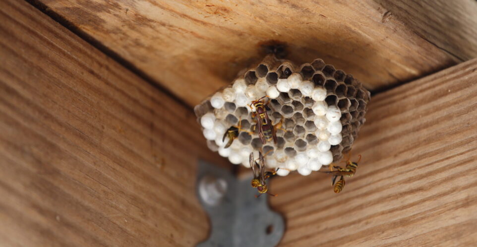 A close up view of a yellow jacket nest with yellow jackets and larva.