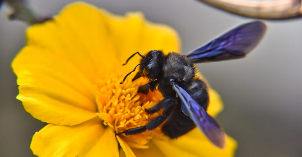 Selective focus shot of Carpenter bee sipping nectar from a yellow flower